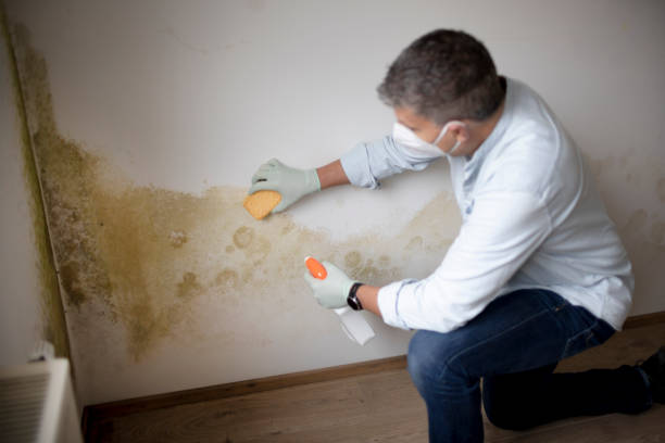 Best Mold Documentation for Insurance Claims  in Tarrytown, NY